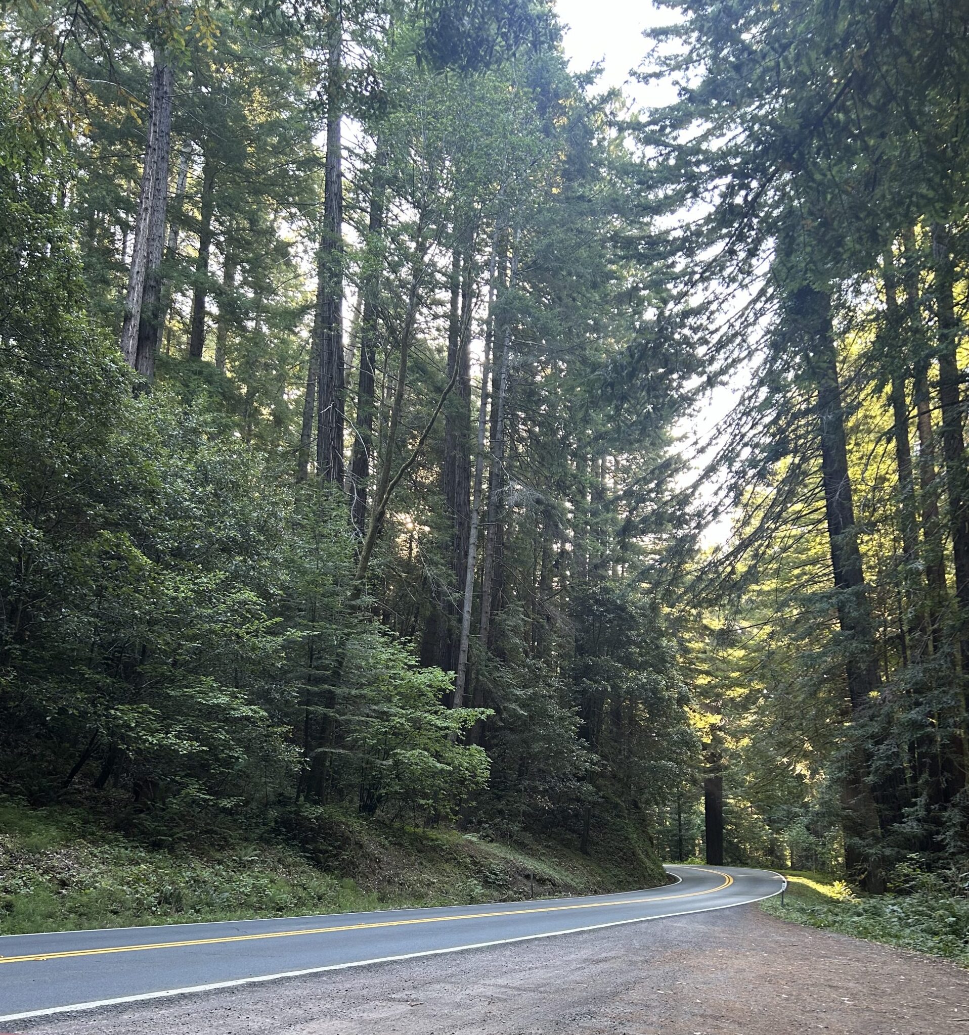 Day Four: Midnight Highlights in the Redwood Wilderness