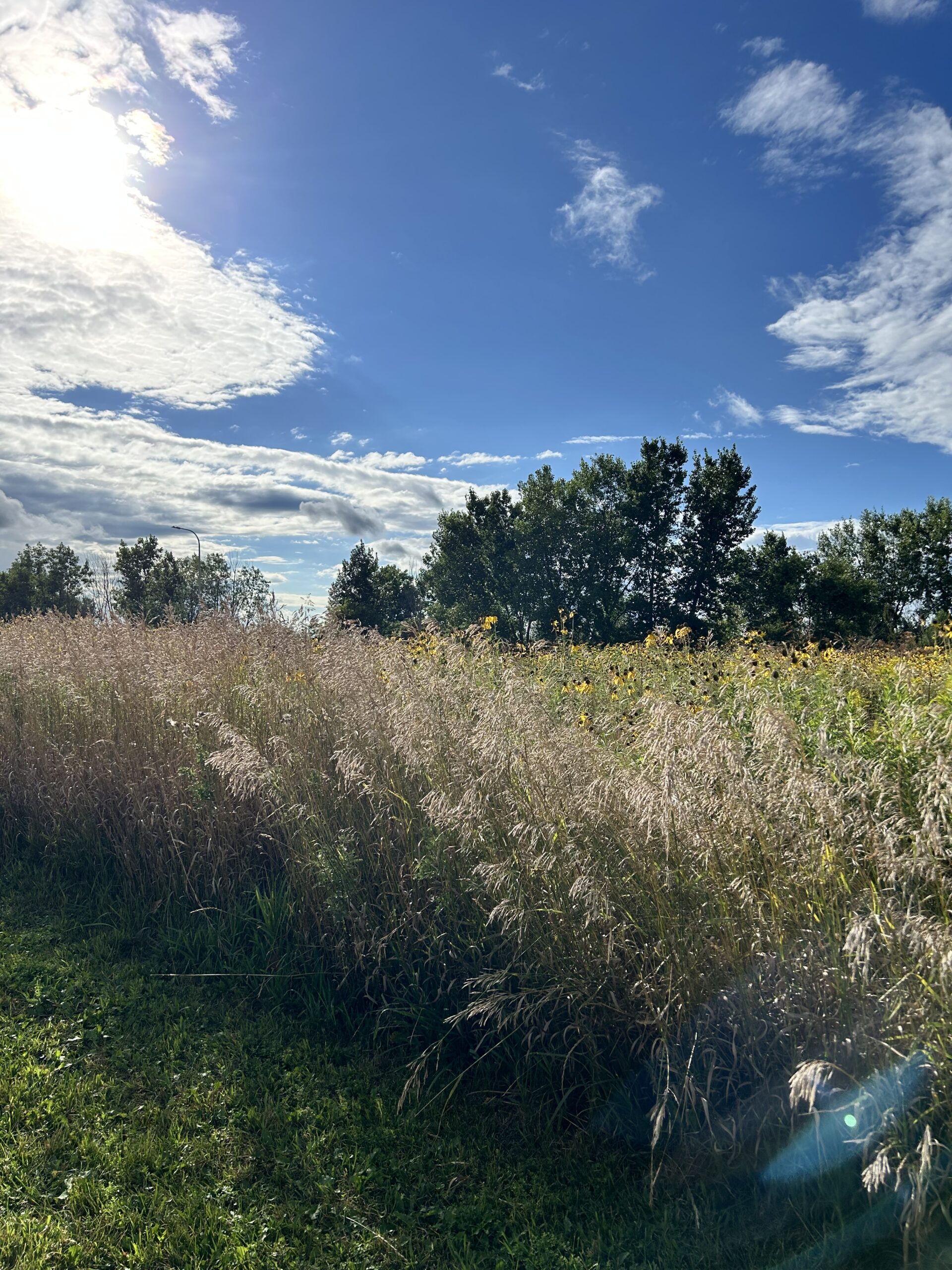 field of tall grass with trees, clouds and blu sky in the background