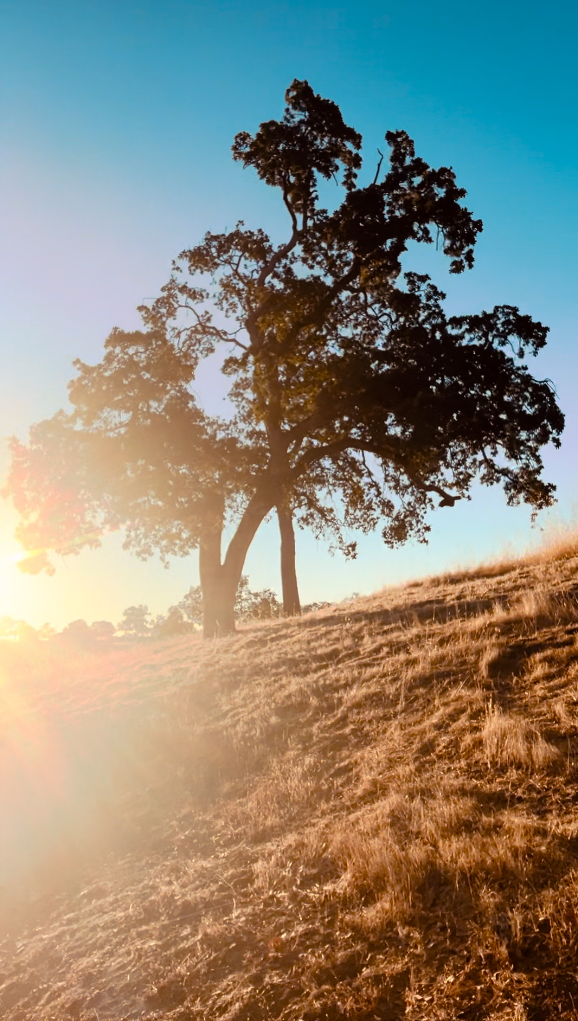 Surviving California Camping: Heat, Bugs, and Big Life Lessons